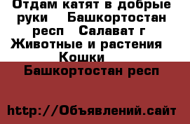 Отдам катят в добрые руки  - Башкортостан респ., Салават г. Животные и растения » Кошки   . Башкортостан респ.